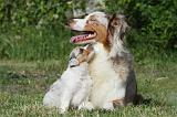 BERGER AUSTRALIEN - ADULT & PUPPY 050